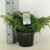 Jeneverbes (Juniperus Squamata 'Blue Swede') -DIRECTPLANT Winkel juniperus squamata blue swede c3 m