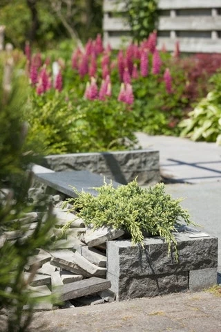 Jeneverbes (Juniperus Squamata 'Holger') 5 Jeneverbes (Juniperus Squamata 'Holger') - Afbeelding 3