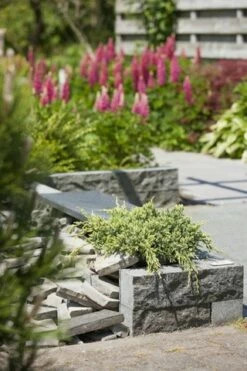 Jeneverbes (Juniperus Squamata 'Holger') -DIRECTPLANT Winkel juniperus squamata holger