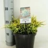 Jeneverbes (Juniperus Squamata 'Holger') -DIRECTPLANT Winkel juniperus squamata holger zomer c3 m