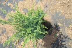 Jeneverbes (Juniperus Squamata 'Meyeri') -DIRECTPLANT Winkel juniperus squamata meyeri 2