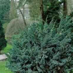Jeneverbes (Juniperus Squamata 'Meyeri') -DIRECTPLANT Winkel juniperus squamata meyeri 1 1