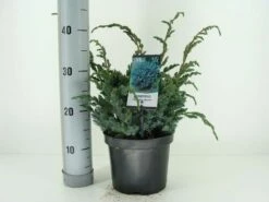 Jeneverbes (Juniperus Squamata 'Meyeri') -DIRECTPLANT Winkel juniperus squamata meyeri c3 m 1