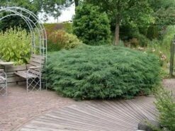 Jeneverbes (Juniperus Virginiana 'Grey Owl') -DIRECTPLANT Winkel juniperus virginiana grey owl