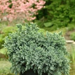 Jeneverbes (Juniperus Squamata 'Blue Star') -DIRECTPLANT Winkel jusbstar 2