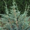 Jeneverbes (Juniperus Squamata 'Meyeri') -DIRECTPLANT Winkel jusmeyer 3 1