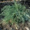 Jeneverbes (Juniperus Virginiana 'Grey Owl') -DIRECTPLANT Winkel juvgowl 4