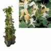 Hedera-Kamperfoelie Mix Haag (Hall's Prolific) -DIRECTPLANT Winkel k390.99134 lonicera j. hall s prolific 1m privacy