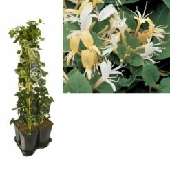 Hedera-Kamperfoelie Mix Haag (Hall's Prolific)