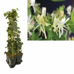 Hedera-Kamperfoelie Mix Haag (Belgica Select)