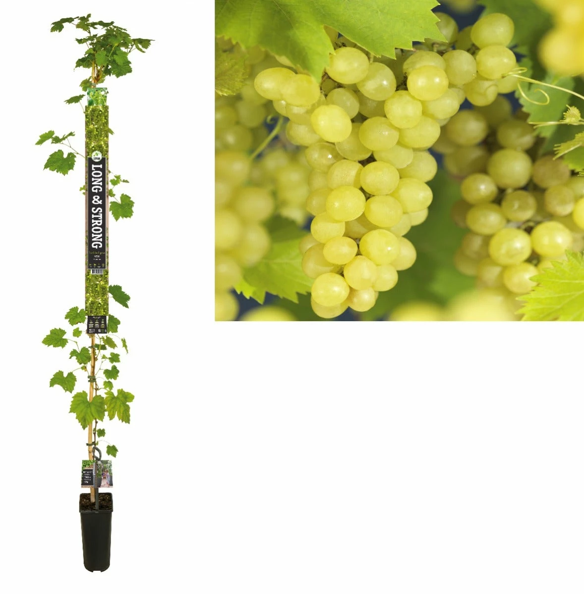 Pitloze Witte Druif (Vitis Vinifera 'Millenium') 3 Pitloze Witte Druif (Vitis Vinifera 'Millenium')