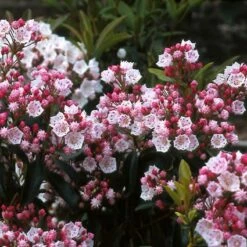 Lepelboom (Kalmia Latifolia) 5 Lepelboom (Kalmia Latifolia) -DIRECTPLANT Winkel kalatifo 8 1