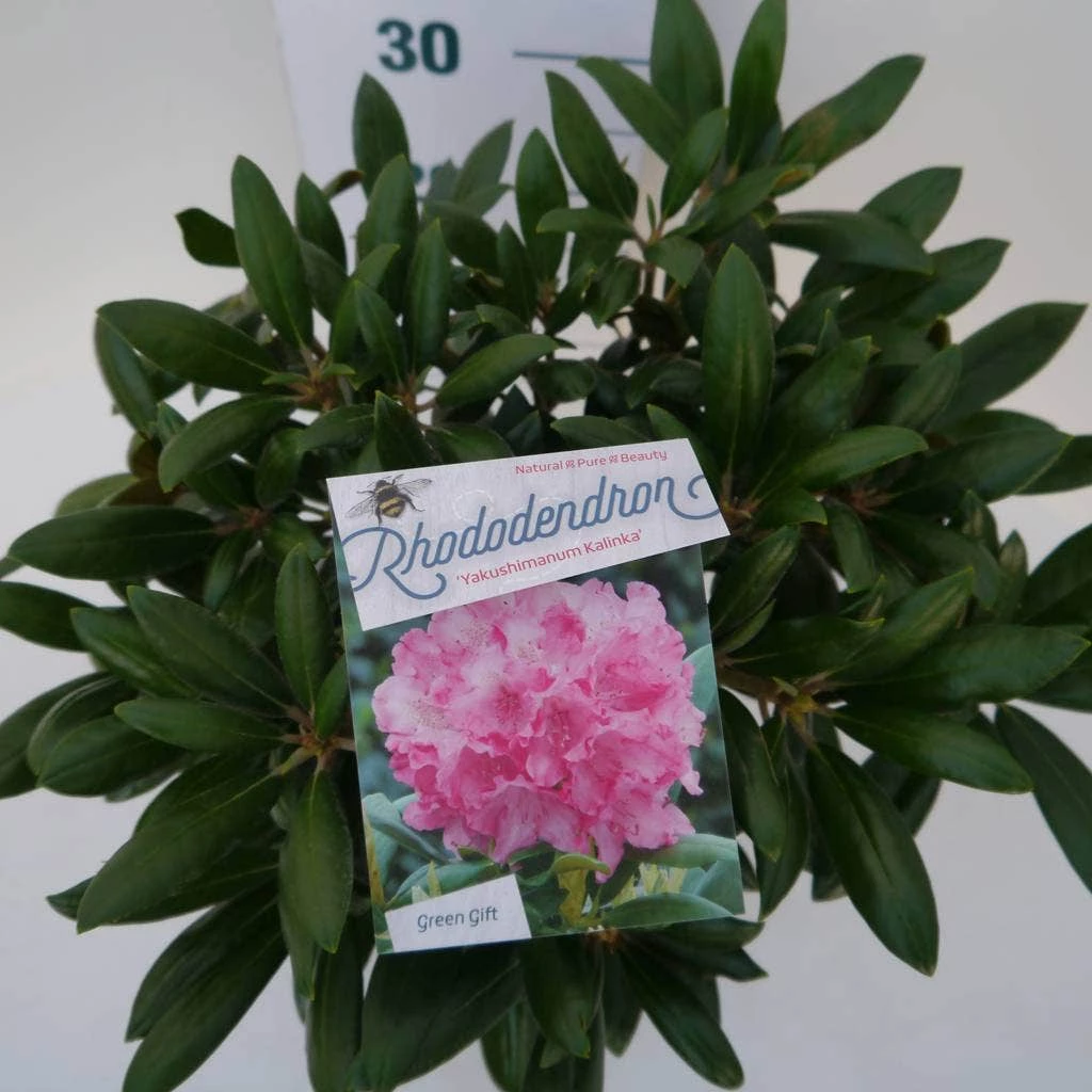 Dwergrhododendron (Rhododendron 'Kalinka') 4 Dwergrhododendron (Rhododendron 'Kalinka') - Afbeelding 2