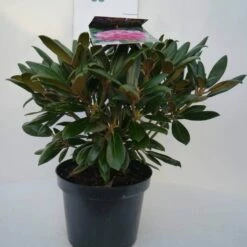 Dwergrhododendron (Rhododendron 'Kalinka') 8 Dwergrhododendron (Rhododendron 'Kalinka') -DIRECTPLANT Winkel kalinka c4 voor 1