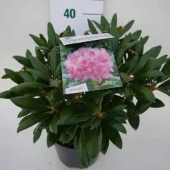 Dwergrhododendron (Rhododendron 'Kalinka') -DIRECTPLANT Winkel kalinka c4 zij