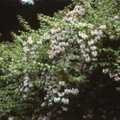 Kolkwitzia (Kolkwitzia Amabilis 'Pink Cloud') -DIRECTPLANT Winkel koamabil 25 5