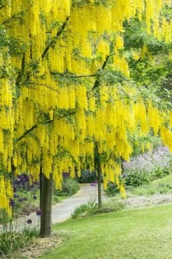 Gouden Regen, Struik (Laburnum Watereri 'Vossii') 16 Gouden Regen, Struik (Laburnum Watereri 'Vossii') -DIRECTPLANT Winkel laburnum x watereri vossii01 1