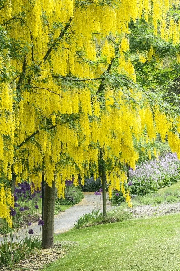 Gouden Regen, Struik (Laburnum Watereri 'Vossii') 9 Gouden Regen, Struik (Laburnum Watereri 'Vossii') - Afbeelding 7