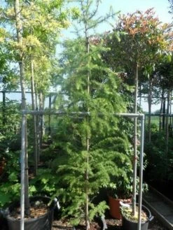 Lariks (Larix Decidua) -DIRECTPLANT Winkel larix decidua 250 300 c35