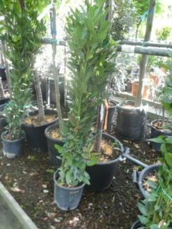 Echte Laurier Als Piramide (Laurus Nobilis) -DIRECTPLANT Winkel laurus nobilis 80 100 c5
