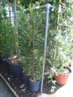 Echte Laurier Als Piramide (Laurus Nobilis) -DIRECTPLANT Winkel laurus nobilis c10 100 125