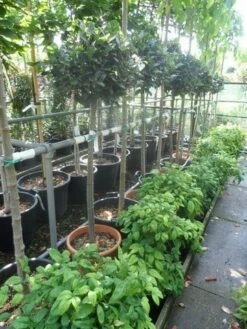 Echte Laurier Op Stam (Laurus Nobilis) -DIRECTPLANT Winkel laurus nobilis halfstam c20 25