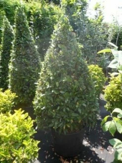 Echte Laurier Als Piramide (Laurus Nobilis) -DIRECTPLANT Winkel laurus nobilis kegel 150 175