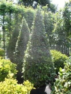 Echte Laurier Als Piramide (Laurus Nobilis) -DIRECTPLANT Winkel laurus nobilis kegel 175 200
