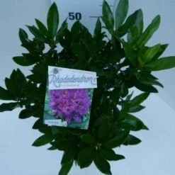 Rhododendron (Rhododendron 'Lee's Dark Purple') -DIRECTPLANT Winkel lee s dark purple c5 boven 1