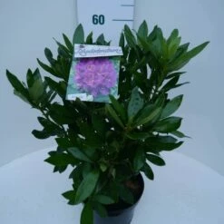 Rhododendron (Rhododendron 'Lee's Dark Purple') -DIRECTPLANT Winkel lee s dark purple c5 zij 2