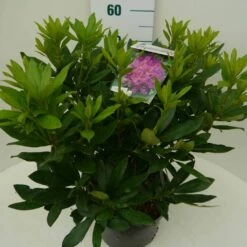 Rhododendron (Rhododendron 'Lee's Dark Purple') -DIRECTPLANT Winkel lee s dark purple c7.5 zij 1