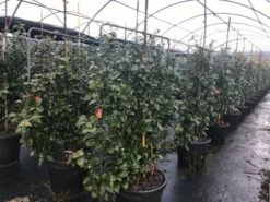 Camelia Als Leivorm (Camellia Japonica 'Black Lace') -DIRECTPLANT Winkel lei3