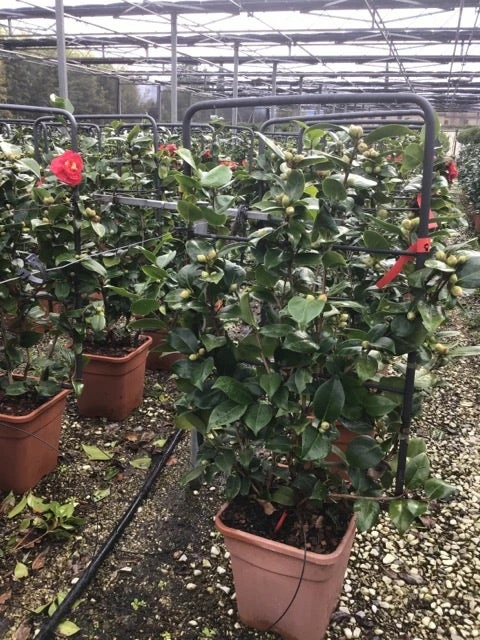 Camelia Als Leivorm (Camellia Japonica 'Doctor Burnside') 4 Camelia Als Leivorm (Camellia Japonica 'Doctor Burnside') - Afbeelding 2