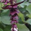 Fazantenbes (Leycesteria Formosa 'Purple Rain') -DIRECTPLANT Winkel leycesteria formosa purple rain