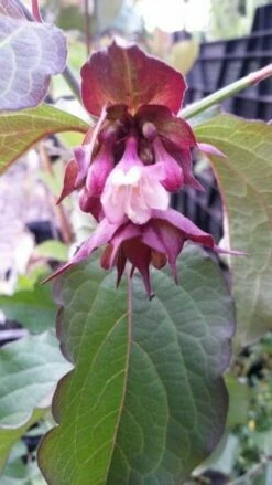 Fazantenbes (Leycesteria Formosa 'Purple Rain') -DIRECTPLANT Winkel leycesteria purple rain
