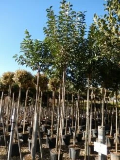 Liguster Als Boom (Ligustrum Japonicum) -DIRECTPLANT Winkel ligustrum japonicum 10 12
