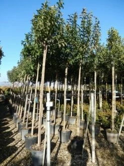 Liguster Als Boom (Ligustrum Japonicum) -DIRECTPLANT Winkel ligustrum japonicum 10 12 2