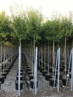 Liguster Als Boom (Ligustrum Japonicum) -DIRECTPLANT Winkel ligustrum japonicum 10 12 c30