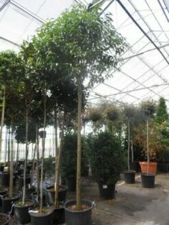 Liguster Als Boom (Ligustrum Japonicum) -DIRECTPLANT Winkel ligustrum japonicum 16 18 20ho c70