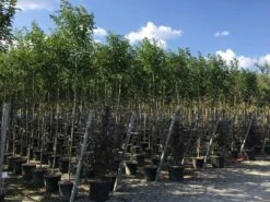 Liguster Als Boom (Ligustrum Japonicum) -DIRECTPLANT Winkel ligustrum japonicum 8 10