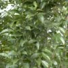Liguster (Ligustrum Lucidum) -DIRECTPLANT Winkel ligustrum lucidum