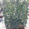 Liguster Als Leivorm (Ligustrum Japonicum 'Texanum') -DIRECTPLANT Winkel ligustrum texanum 2 1