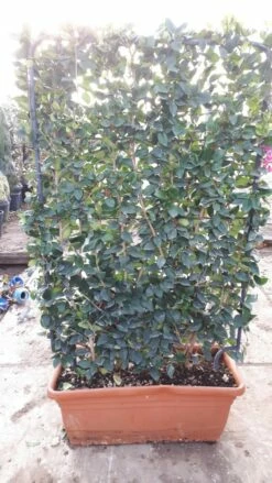Liguster Als Leivorm (Ligustrum Japonicum 'Texanum')