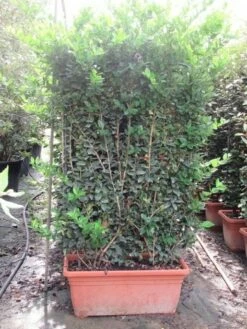 Liguster Als Leivorm (Ligustrum Japonicum 'Texanum') 7 Liguster Als Leivorm (Ligustrum Japonicum 'Texanum') -DIRECTPLANT Winkel ligustrum texanum leivorm 80x120