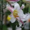 Konings Lelie (Lilium Regale) -DIRECTPLANT Winkel lilium regale 2
