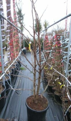 Meerstammige Amberboom (Liquidambar Styraciflua) -DIRECTPLANT Winkel liquidambar 200 250 meerstammig 2