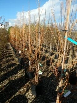 Amberboom (Liquidambar Styraciflua 'Golden Sun') 8 Amberboom (Liquidambar Styraciflua 'Golden Sun') -DIRECTPLANT Winkel liquidambar golden sun 125 150