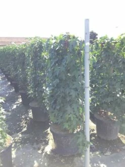 Amberboom Als Leivorm (Liquidambar Styraciflua) -DIRECTPLANT Winkel liquidambar lage leivorm c45 1