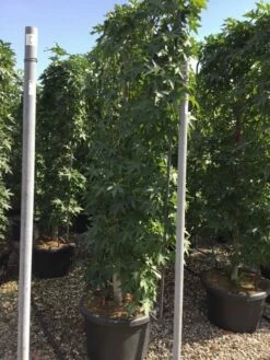 Amberboom Als Leivorm (Liquidambar Styraciflua) -DIRECTPLANT Winkel liquidambar lage leivorm c60 1