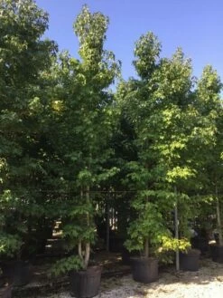 Meerstammige Amberboom (Liquidambar Styraciflua) -DIRECTPLANT Winkel liquidambar styracifla 500550